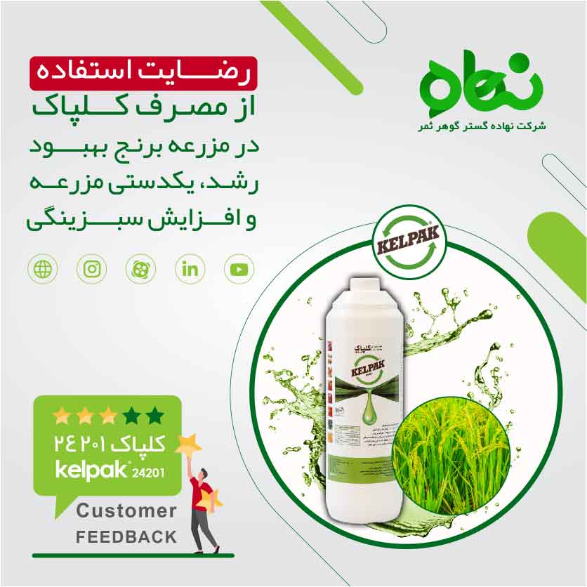 Satisfaction with the use of Kelpak in rice fields